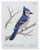 5320  - 2018 First-Class Forever Stamp - Birds in Winter: Blue Jay