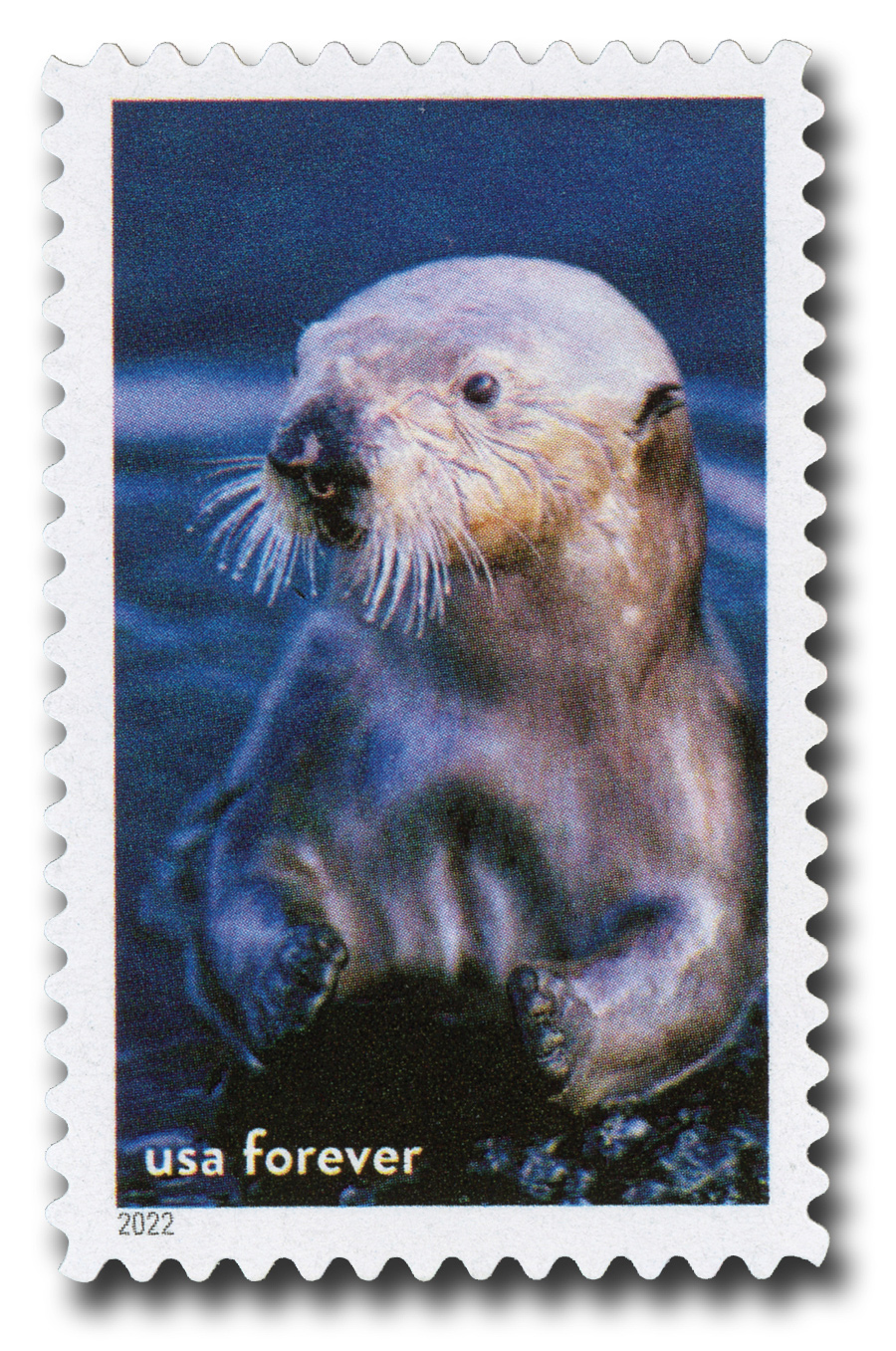 5713j - 2022 First-Class Forever Stamp - National Marine Sanctuaries: Sea  Otter - Mystic Stamp Company