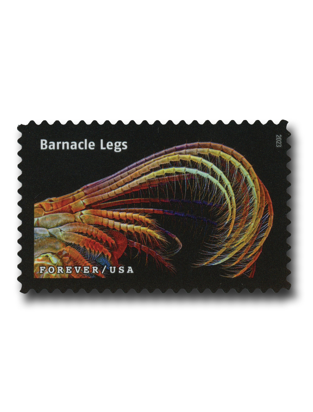5802r 2023 FirstClass Forever Stamp Life Magnified Barnacle Legs Mystic Stamp Company
