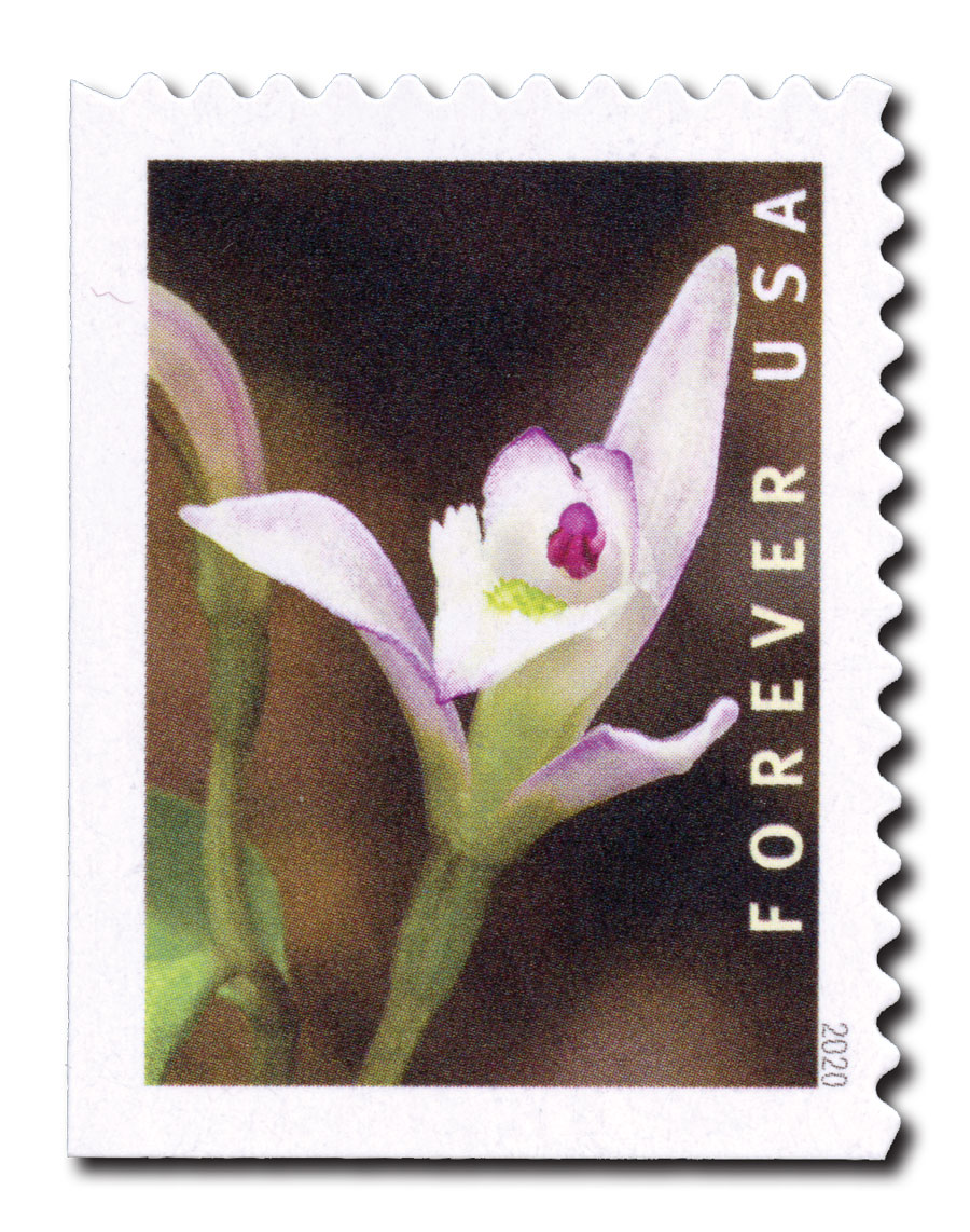 5451 - 2020 First-Class Forever Stamp - Wild Orchids (booklet