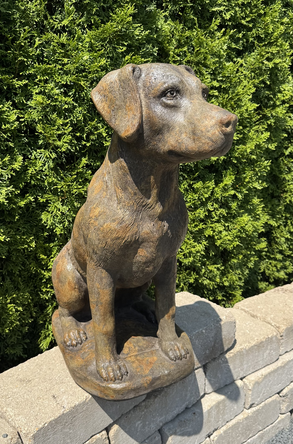 24" Labrador