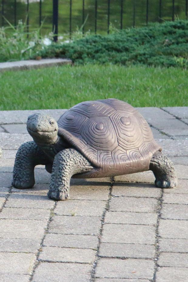12" Large Tortoise