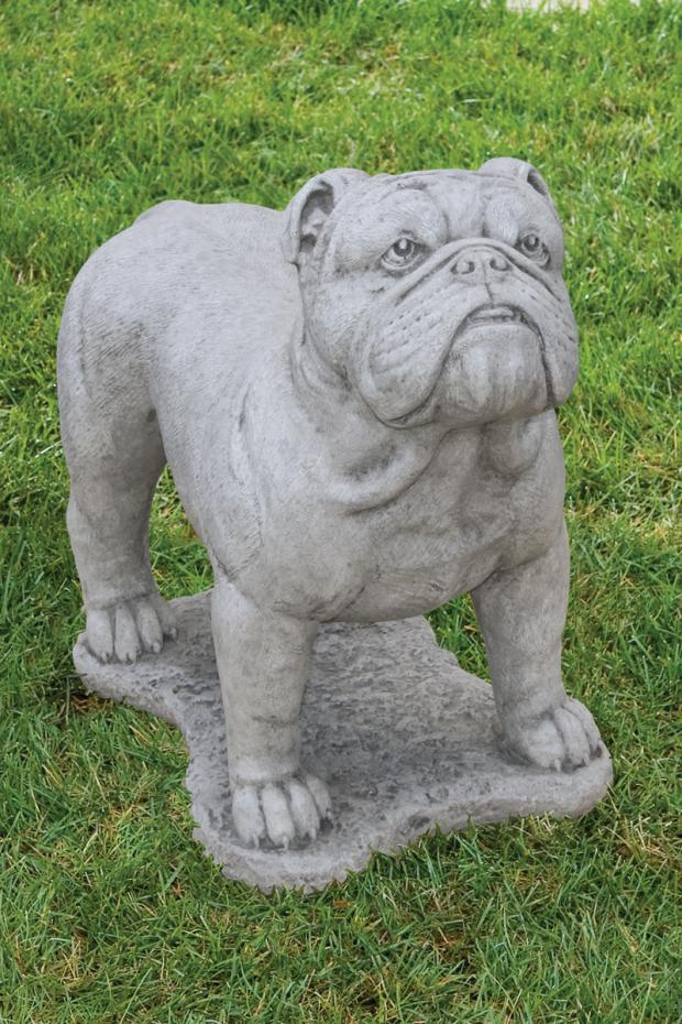 21" English Bulldog