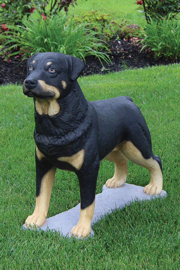 30" Rottweiler