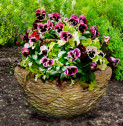 10" Nest Planter