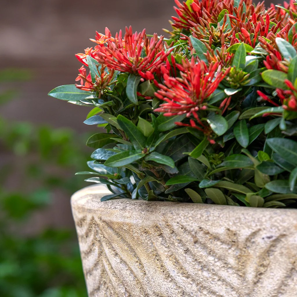 Tropicale Planter S/3 - Caribbean Sand