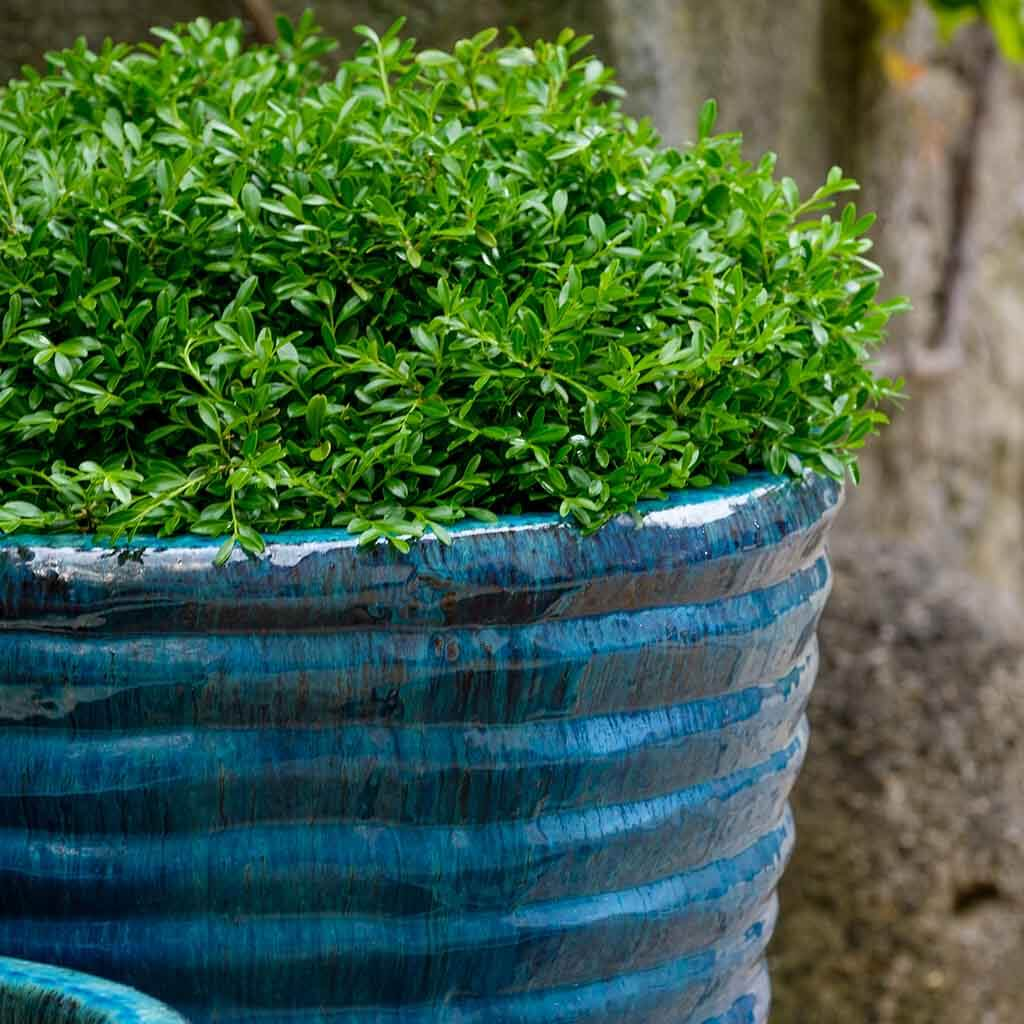 Round Ruffle Planter S/3 - Mediterranean