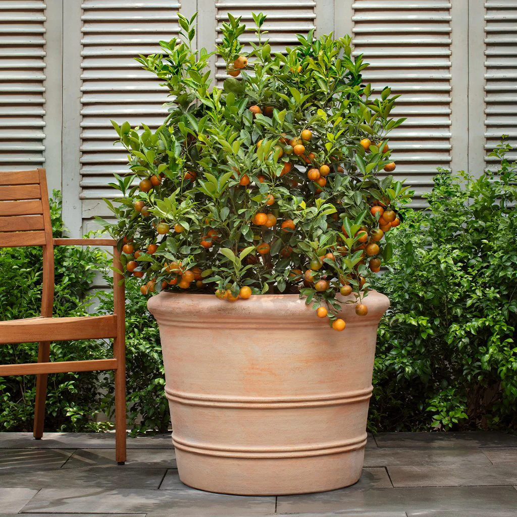 Classic Orangerie Planter S/3 - Terra Cotta