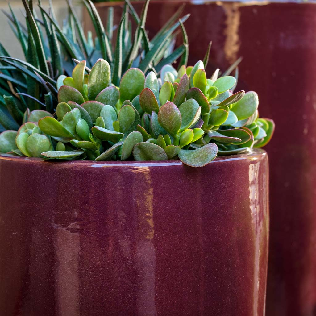 Rioja Planter S/2 - Plum
