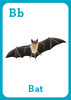 Bible Animals Flash Cards - SLIGHTLY IMPERFECT