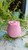 Oh My Sky Clitoral Sucking Rose Vibrator-Pink