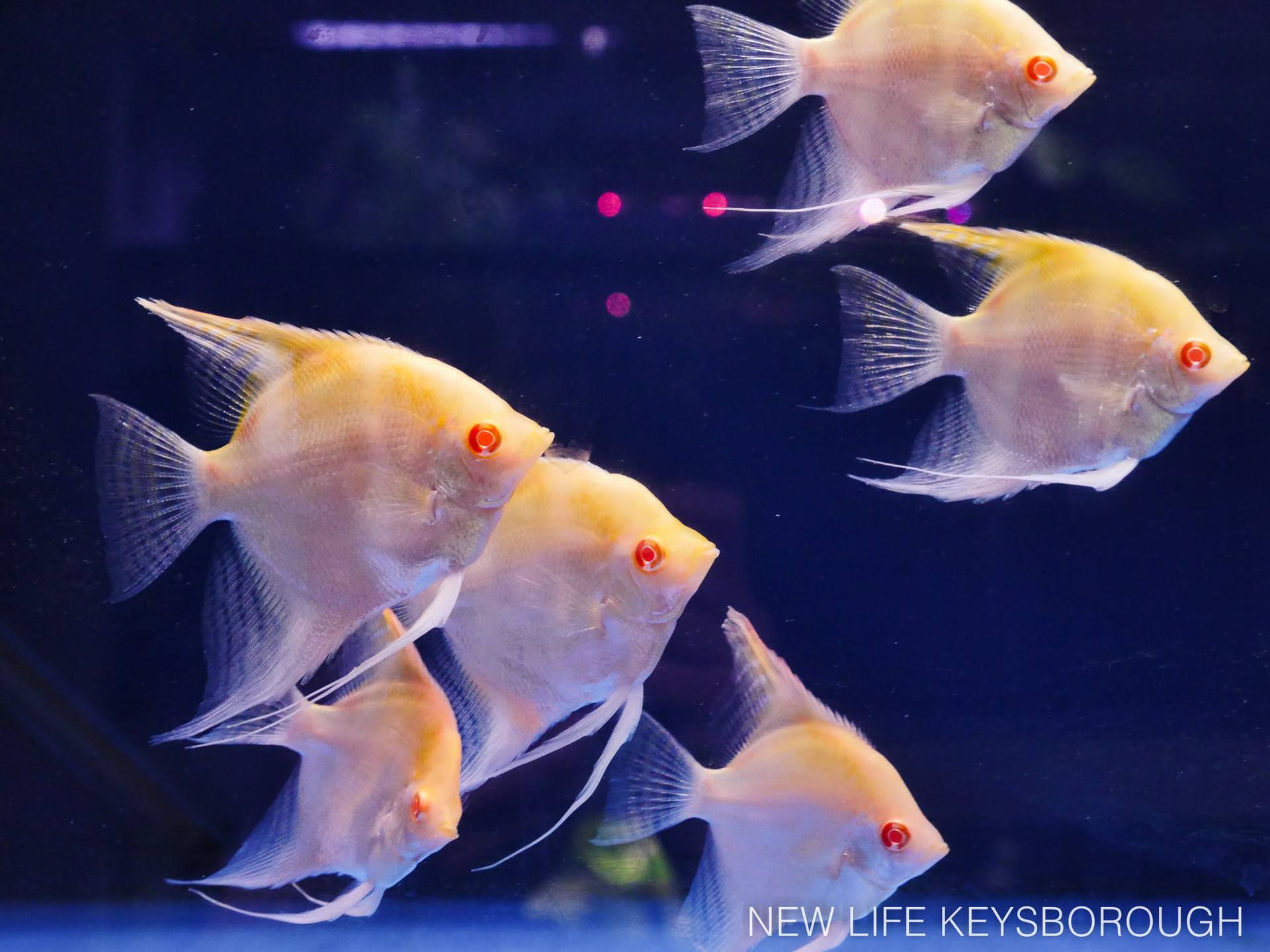 Aquarium Shop Melbourne Fish Tanks for Sale Online Aquarium Store