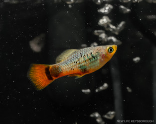 The Platy