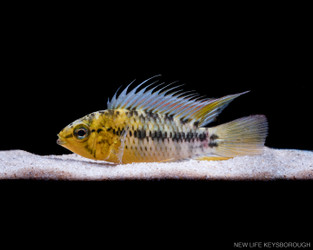 The Apistogramma