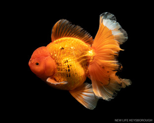 The Goldfish The Goldfish