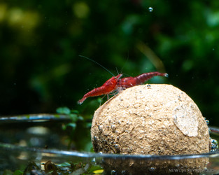 The Cherry Shrimp (Neocaridina davidi)