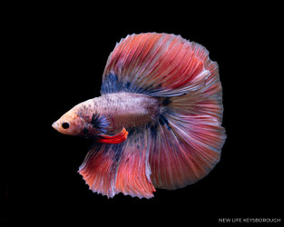 The Betta The Betta