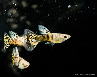 The Guppy
