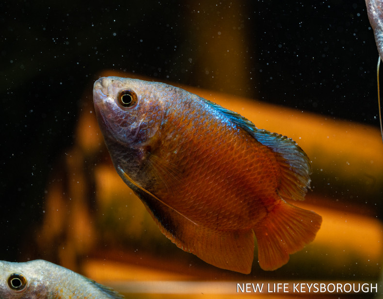 The Dwarf Gourami