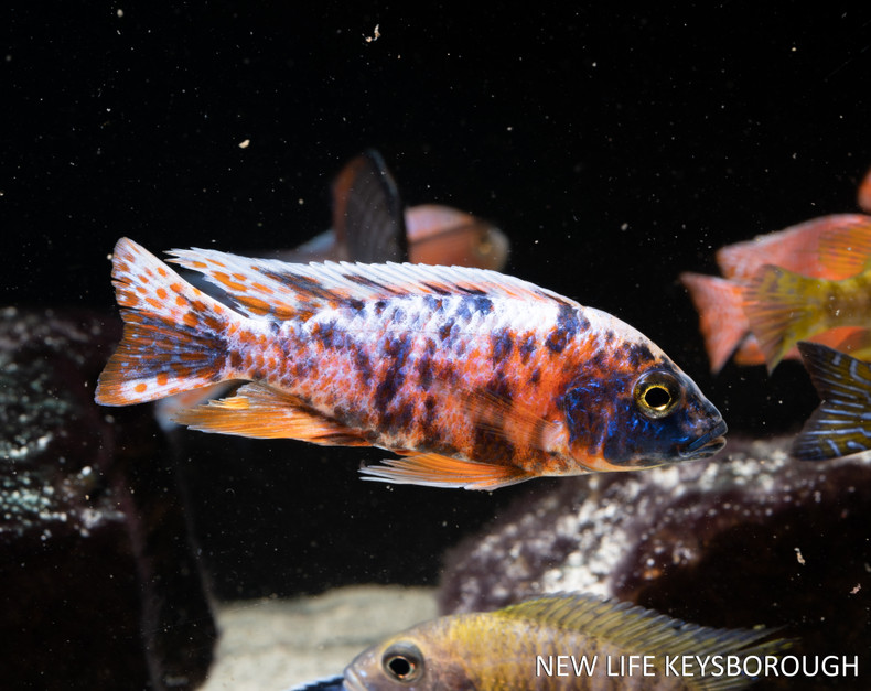 The African Cichlids - Lake Malawi