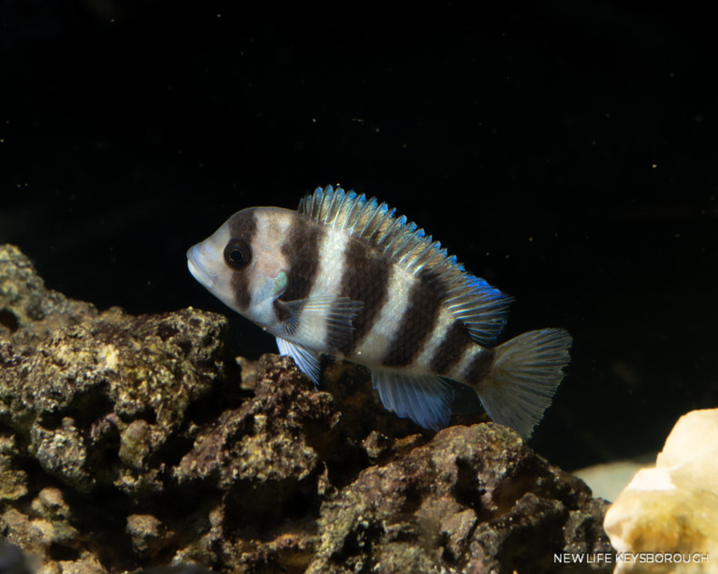 The African Cichlids - Lake Tanganyika