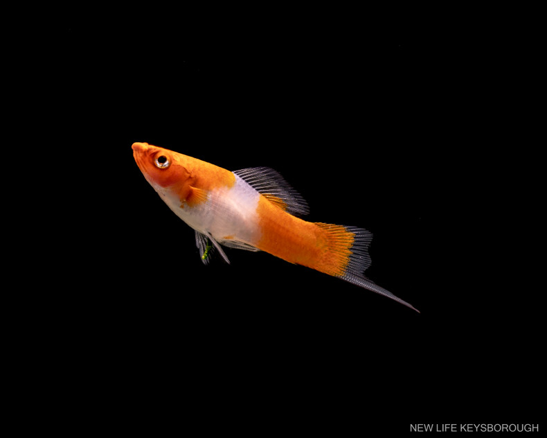 The Swordtail