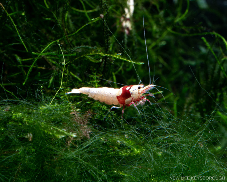 The Caridina Shrimp