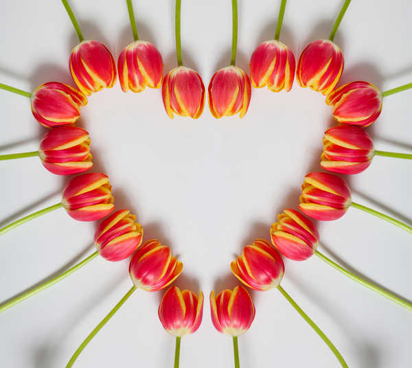 Tulips Pink color Heart WPS - Juragan Poster