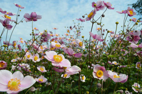 Jual Poster Anemone Flower Nature Pink Flower Flowers Anemone APC