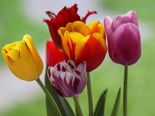 Jual Poster Artistic Colors Earth Flower Tulip Flowers Tulip APC