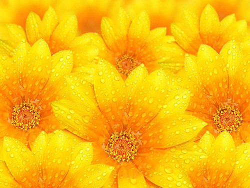 Jual Poster Artistic Flower Raindrops Flowers Flower APC