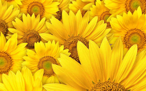 Jual Poster Artistic Flower Sunflower Flowers Sunflower APC