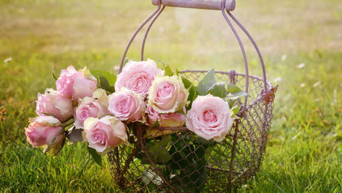 Jual Poster Basket Pink Rose Flowers Rose APC