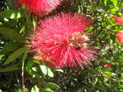 Jual Poster Bee Flower Flowers Bottlebrush 001APC