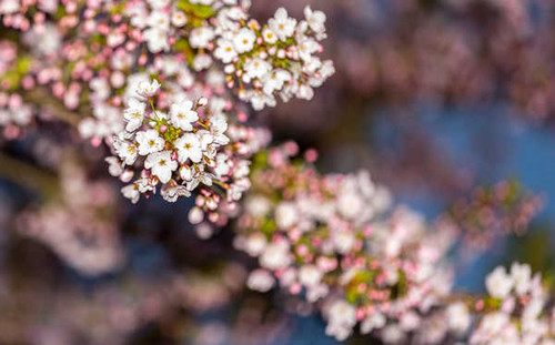 Jual Poster Blossom Bokeh Spring Flowers Blossom APC