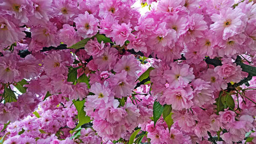 Jual Poster Blossom Earth Flower Pink Flower Spring Flowers Blossom APC