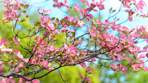 Jual Poster Blossom Earth Pink Flower Spring Flowers Blossom 6APC