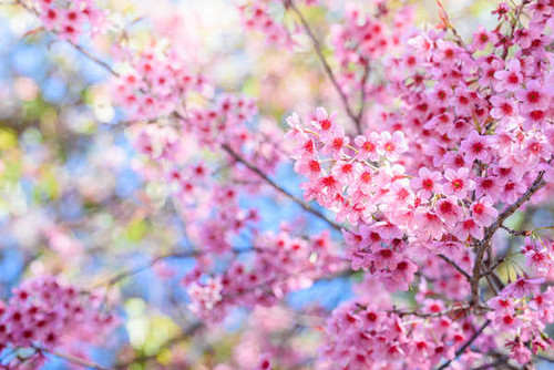 Jual Poster Blossom Flower Nature Pink Flower Spring Flowers Blossom 004APC