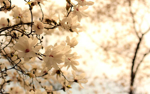 Jual Poster Blossom Flower Nature White Flower Flowers Blossom APC