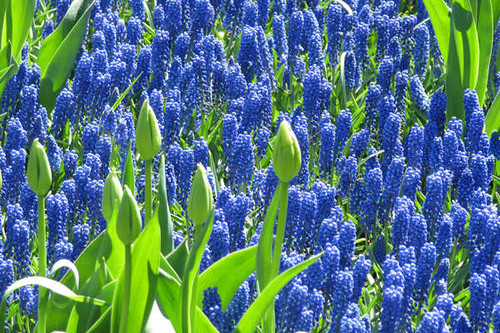Jual Poster Blue Flower Flower Hyacinth Nature Flowers Hyacinth APC