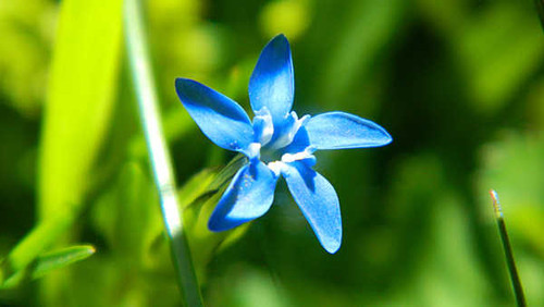 Jual Poster Blue Flower Flower Nature Flowers Flower 002APC