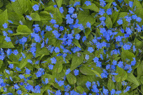 Jual Poster Blue Flower Flower Nature Flowers Flower 003APC