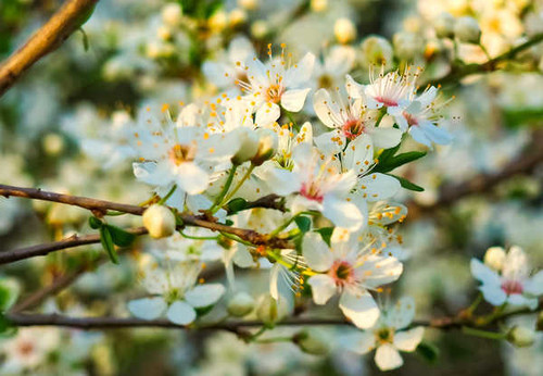 Jual Poster Blur Close Up Flower Macro White Flower Flowers Blossom APC