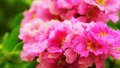 Jual Poster Blur Close Up Flower Nature Pink Flower Flowers Flower APC