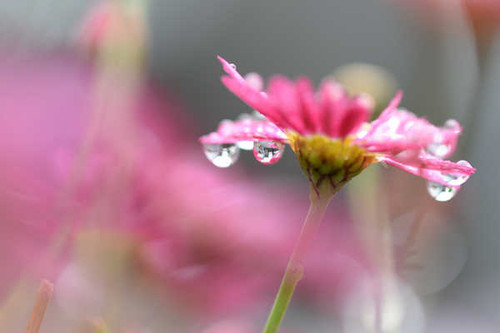 Jual Poster Blur Flower Macro Pink Flower Water Drop Flowers Flower APC