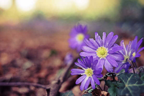 Jual Poster Blur Flower Nature Purple Flower Flowers Flower 005APC