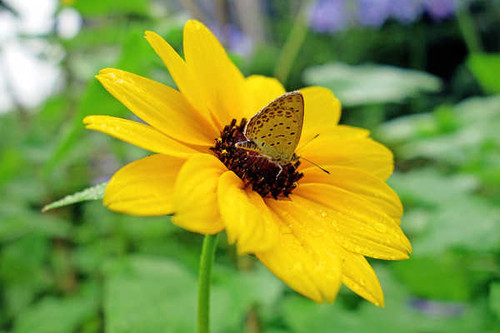 Jual Poster Bokeh Butterfly Flower Macro Raindrops Flowers Flower APC