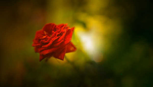 Jual Poster Bokeh Flower Red Flower Red Rose Rose Flowers Rose APC