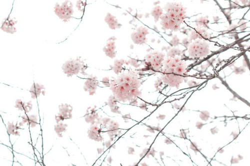 Jual Poster Branch Cherry Blossom Flower Spring Flowers Blossom APC