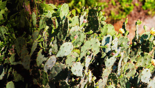 Jual Poster Cactus Flower Nature Plant Earth Cactus APC